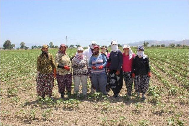 Aydınlı Kadınların 50 Derece Sıcakta 40 Liralık Ekmek Mücadelesi