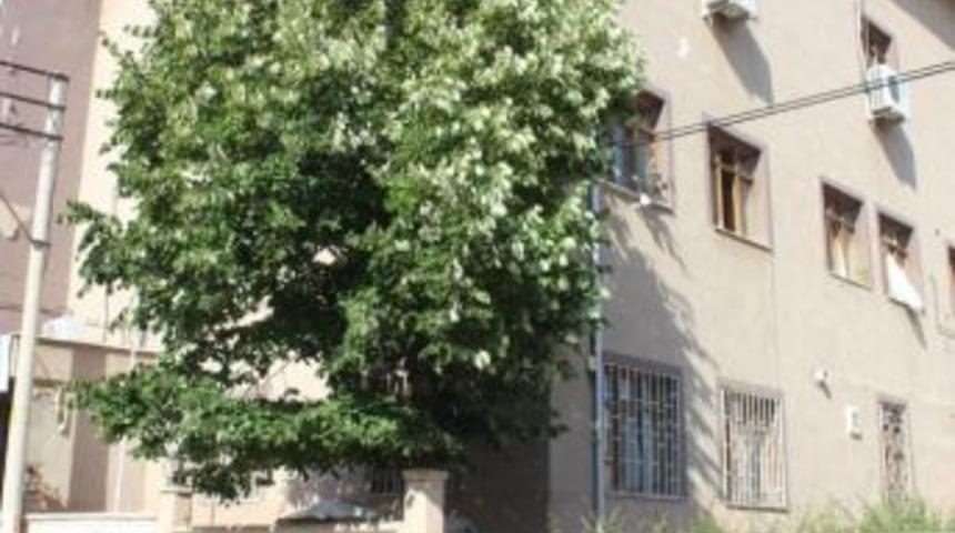 Ihlamur Ağacından D&uuml;şen Şahıs Yaralandı