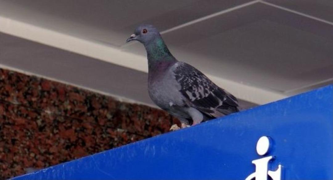 Havalimanında Yavru G&uuml;vercinlerin Mazgalla Hapsedildiği İddiası Hayvanseverleri Harekete Ge&ccedil;irdi