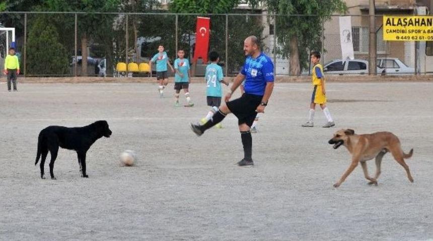 Futbol Turnuvasını K&ouml;pekler Bastı