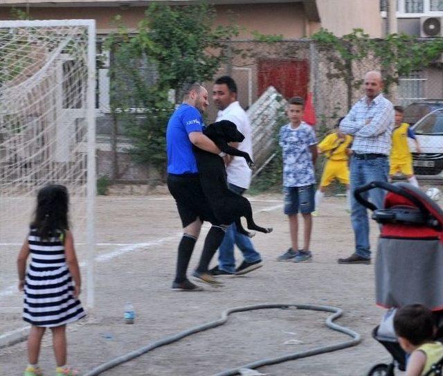 Futbol Turnuvasını Köpekler Bastı