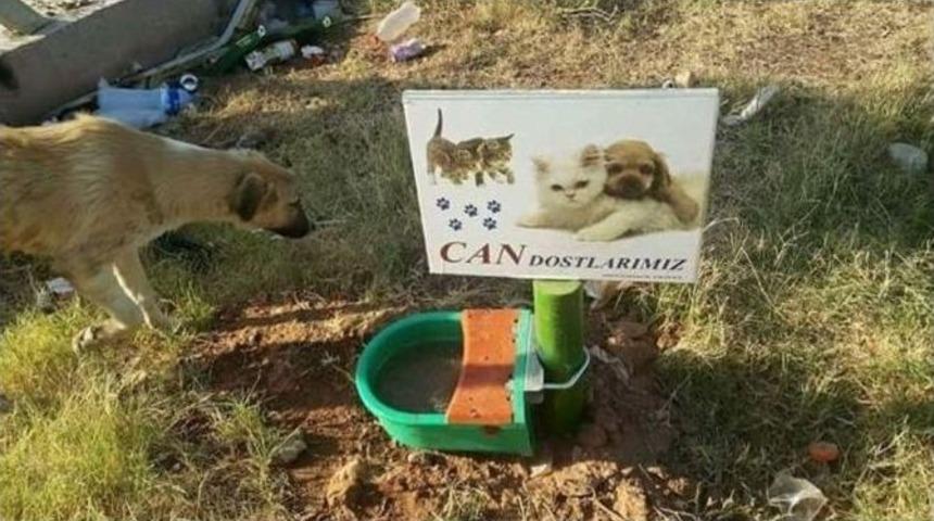 B&uuml;y&uuml;kşehir Sokak Hayvanlarını Unutmadı