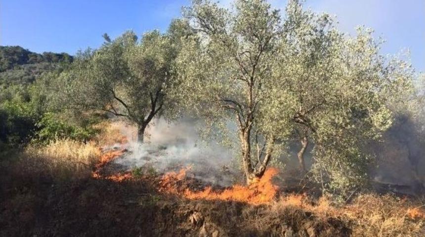 Zeytinlik Yangını Korkuttu