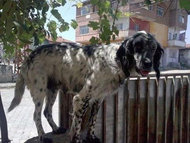 Köpeği Çalınan Kadın, Hayvanseverlerden Destek Bekliyor