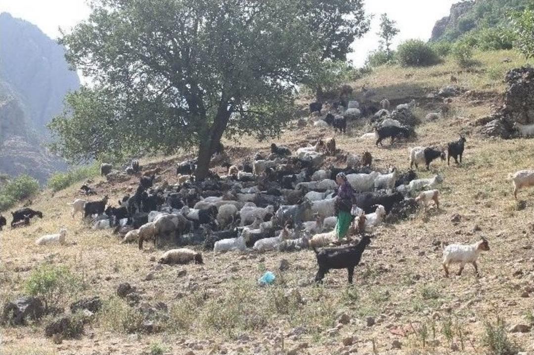 Sıcaktan Bunalan Hayvanlar Habur &Ccedil;ayı&rsquo;nda Serinletiliyor