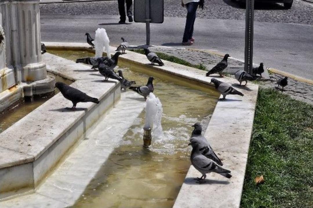 Kuşlar S&uuml;s Havuzlarında Serinledi