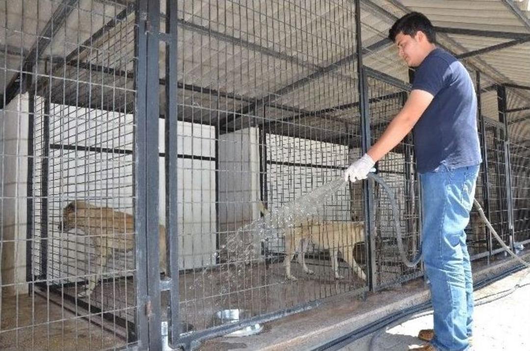 Barınak Hayvanları Sıcaklıklara Karşı Su İle Serinletiliyor