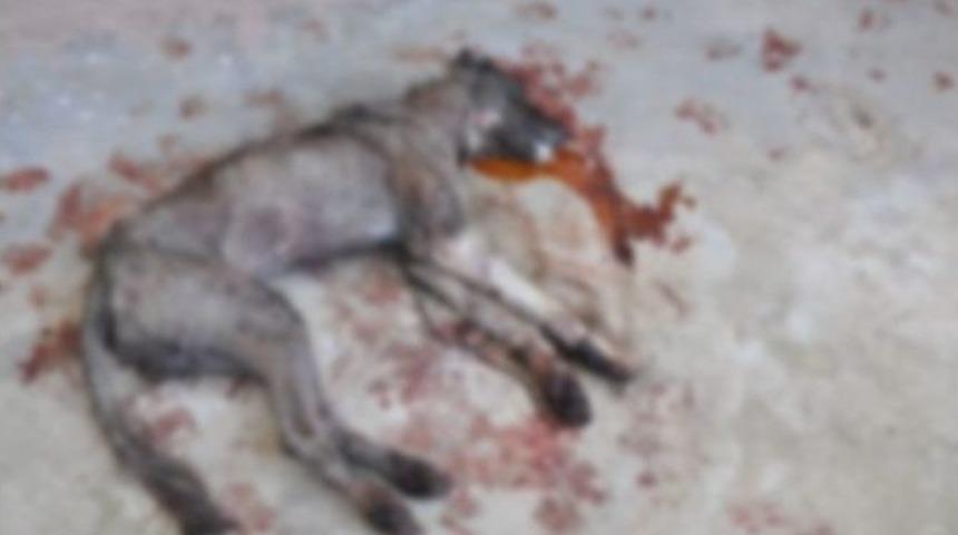 Aracın &Ccedil;arptığı K&ouml;pek Telef Oldu