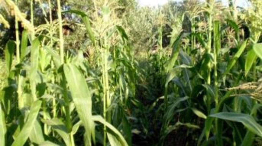 Mısır Destekleri Yarın Hesaplara Yatıyor