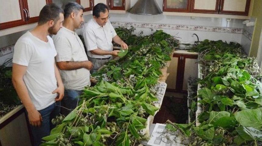 Bartın&rsquo;da &Ccedil;ift&ccedil;ilerin Yeni G&ouml;zdesi İpekb&ouml;ceği Yetiştiriciliği Oldu