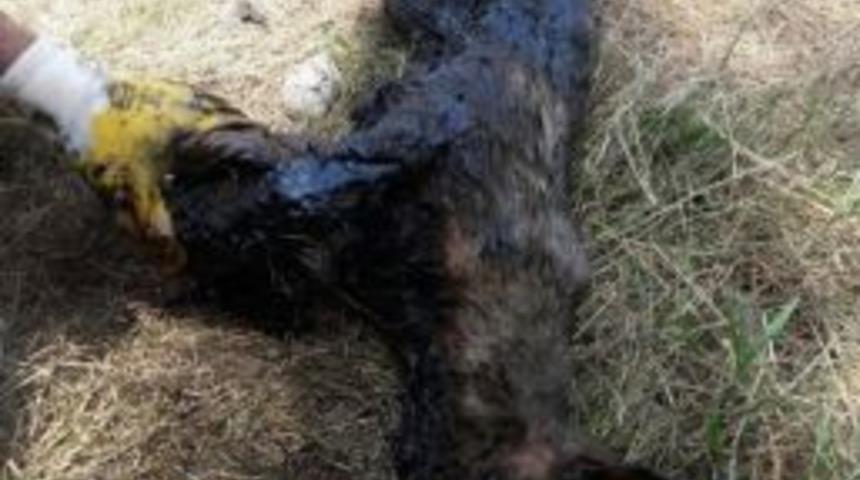 Zifte Yapışan K&ouml;pek 3 Saatlik &Ccedil;alışma Sonrası Kurtarıldı