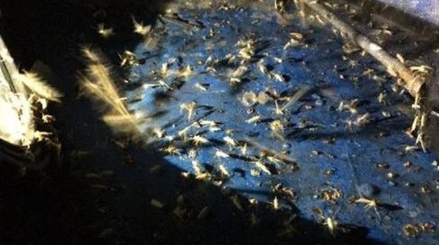 G&ouml;lbaşı&rsquo;nda Sivrisinek Kabusu Başladı