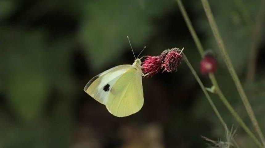 Yalova&rsquo;da Biyo&ccedil;eşitlilik Toplantısı