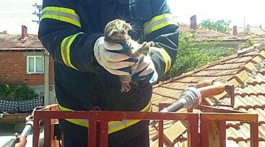 Balıkesir&rsquo;de İtfaiyecinin Kediyi Kurtarma Sevinci