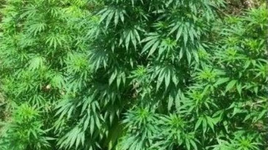 Hendek&rsquo;te 3 Bin 160 K&ouml;k Hint Keneviri Ele Ge&ccedil;irildi