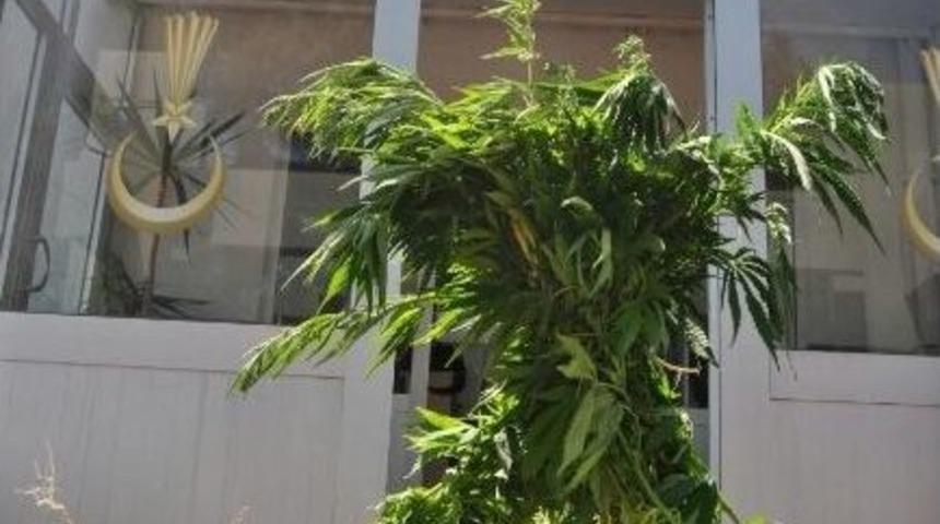 Ay&ccedil;i&ccedil;eği Tarlasında 600 K&ouml;k Hint Keneviri Ele Ge&ccedil;irildi