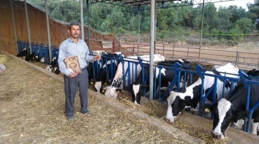 &Ccedil;&ouml;l Sıcakları İneklerin Doğurganlığını Da Olumsuz Etkiledi