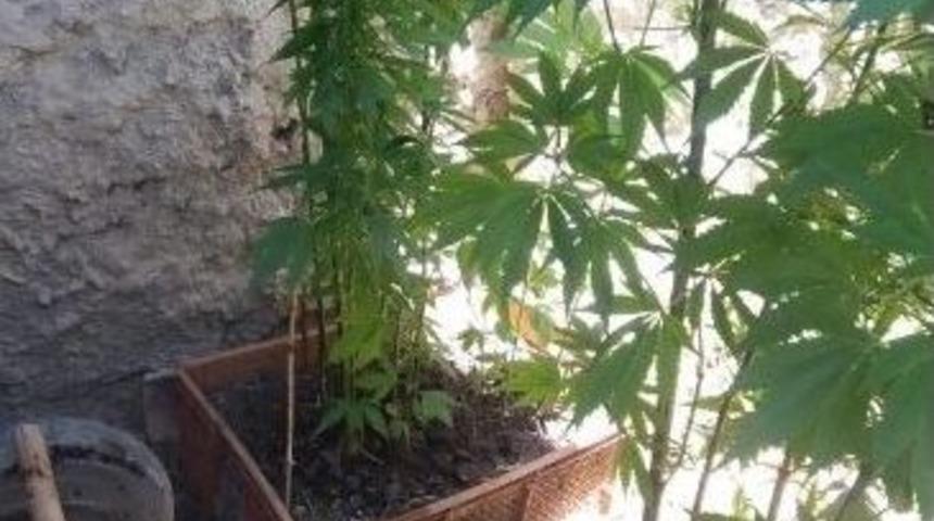 Saksı Ve Kasa İ&ccedil;erisinde Kenevire Jandarma Baskını