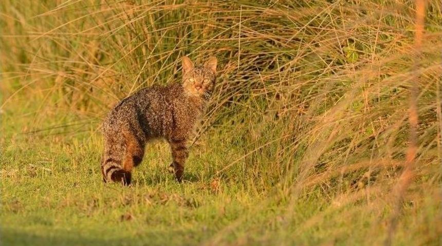 (&ouml;zel Haber) Yaban Kedisi Longozda B&ouml;yle G&ouml;r&uuml;nt&uuml;lendi...