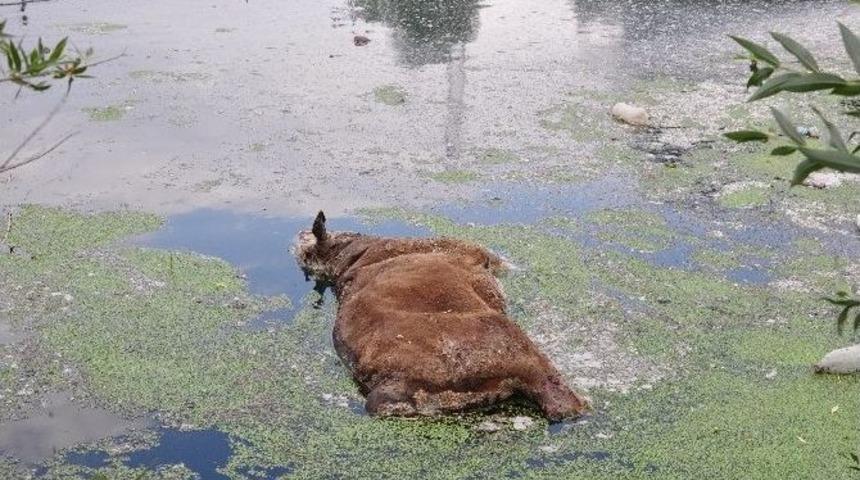 Ceyhan Nehri&rsquo;ne B&uuml;y&uuml;kbaş Hayvan Leşi Attılar