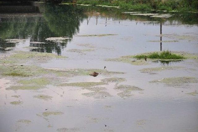 Ceyhan Nehri’ne Büyükbaş Hayvan Leşi Attılar