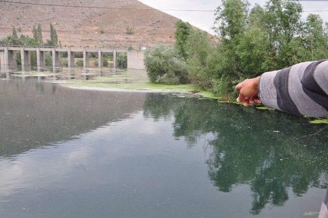 Ceyhan Nehri’ne Büyükbaş Hayvan Leşi Attılar