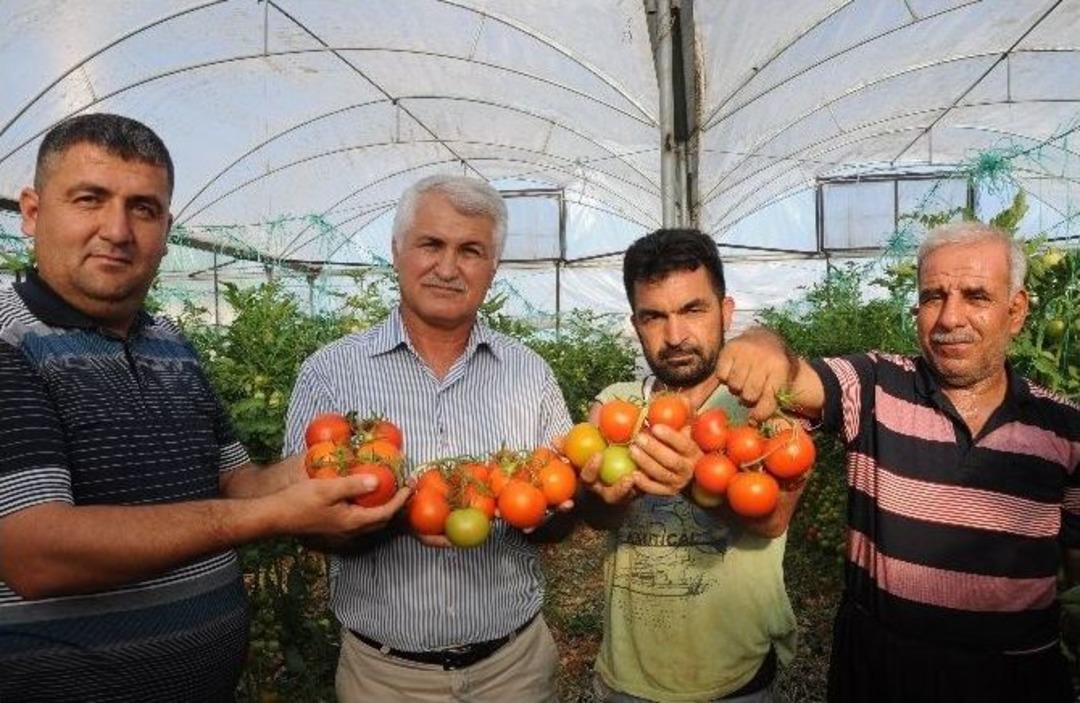 Arap &Uuml;lkelerine Yayla Domatesi
