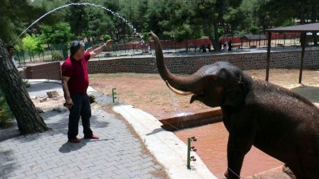 Sıcak Hava &Ccedil;&ouml;l Hayvanı Olan Develeri Bile Etkiledi