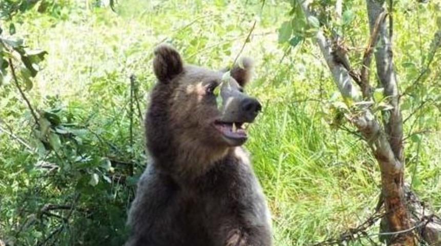 Tel &Ouml;rg&uuml;ye Takılan Ayı Kurtarıldı