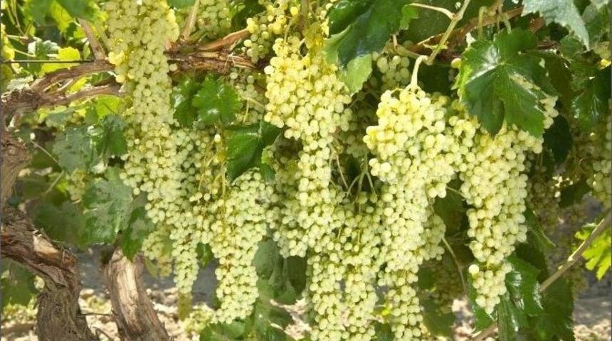 Üzüm Üreticisinin Pazar Endişesi