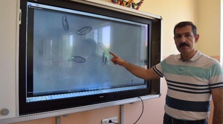 &Ouml;ğretmenden Mikroskobik Canlılar &Uuml;zerine &Ccedil;alışma Projesi
