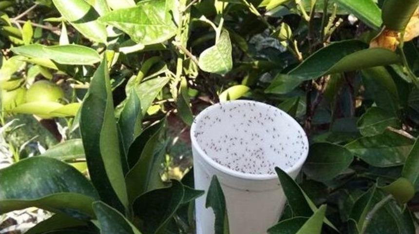 Organik K&ouml;ye Predat&ouml;r Avcı B&ouml;cekler Bırakıldı