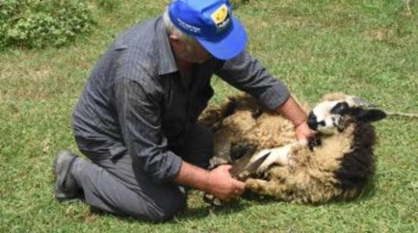 Koyuny&uuml;nleri Cazibesini Kaybetti