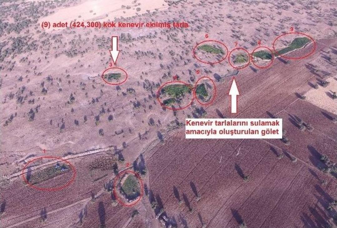 Kamu Arazisine Ekilen 424 Bin 300 K&ouml;k Kenevir Bitkisi Ele Ge&ccedil;irildi