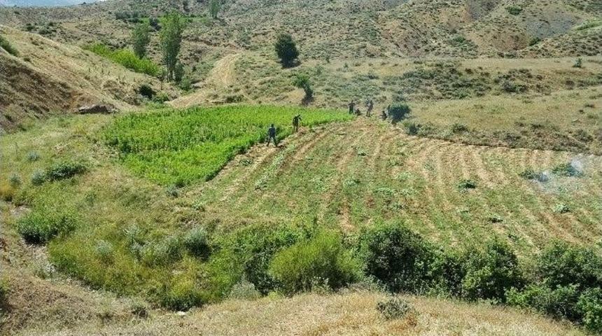 Bing&ouml;l&rsquo;de 76 Bin K&ouml;k Hint Keneviri Ele Ge&ccedil;irildi