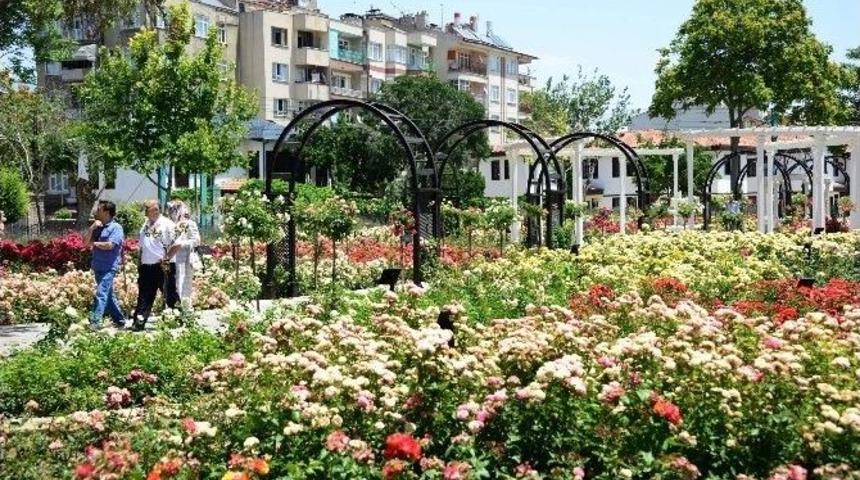 K&uuml;lt&uuml;rpark G&uuml;lbah&ccedil;e&rsquo;de G&uuml;llerin Ahengi