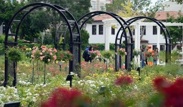 Kültürpark Gülbahçe’de Güllerin Ahengi