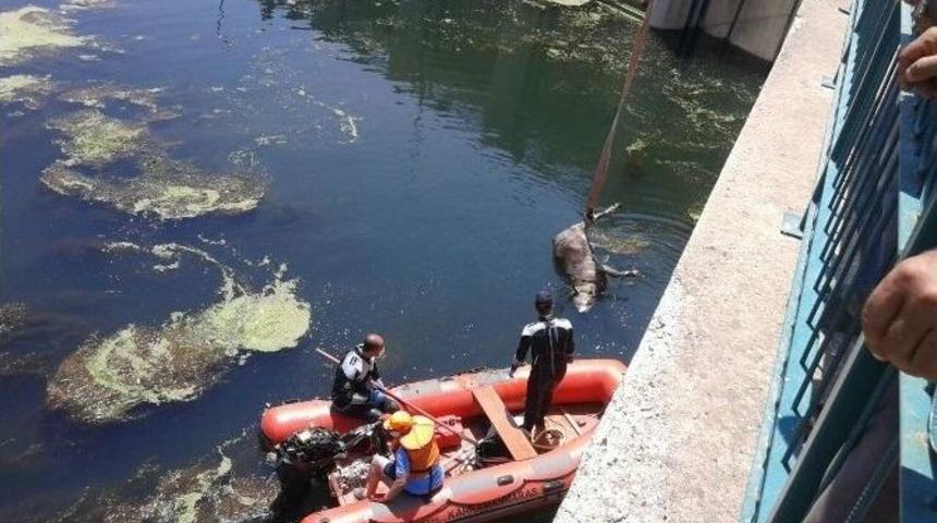 Ceyhan Nehri Hayvan Leşlerinden Temizlendi