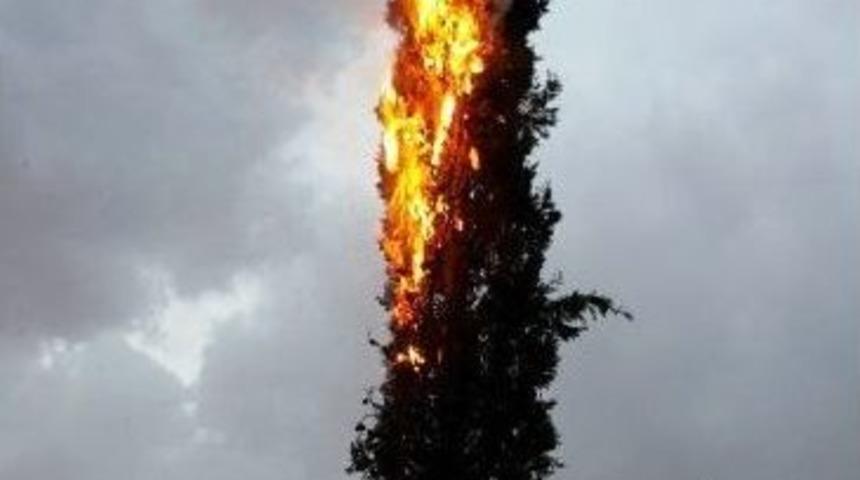 Yıldırım D&uuml;şmesi Sonucu Ağa&ccedil; Alev Aldı