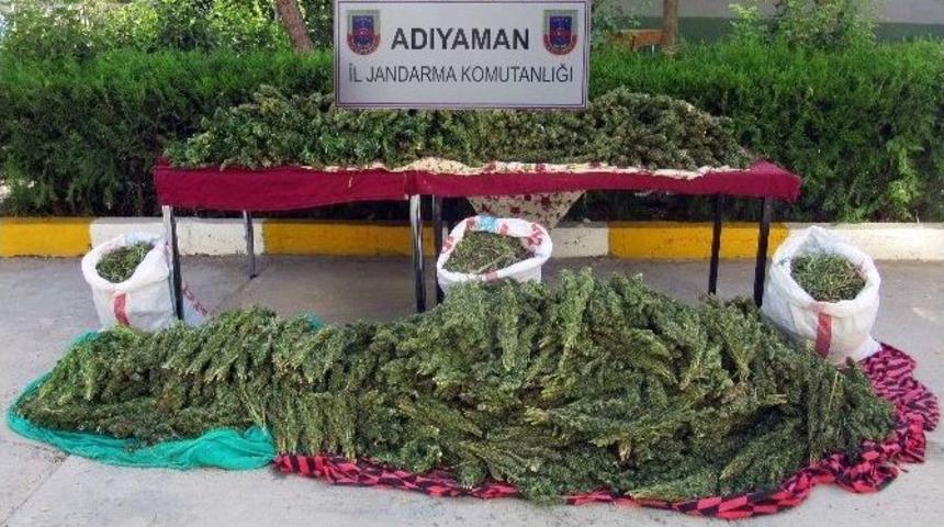 Jandarma, Mısır Tarlasında Uyuşturucu Ele Ge&ccedil;irdi