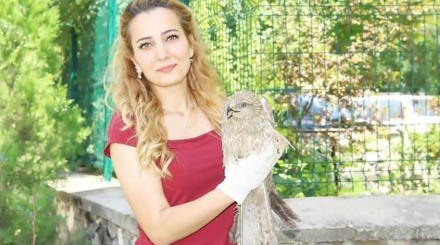 &Ccedil;emişgezek&rsquo;te Bulunan Hasta Şahin Tedavi Altına Alındı