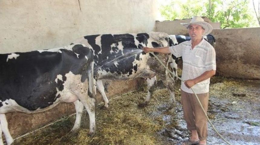 Aydın&rsquo;daki &Ccedil;&ouml;l Sıcakları İnekleri De Olumsuz Etkiledi