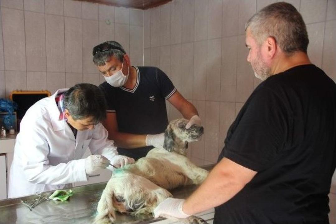 (&ouml;zel Haber) Bilecik&rsquo;te Havalı T&uuml;fekle Yaralanan K&ouml;pek Fel&ccedil; Kaldı