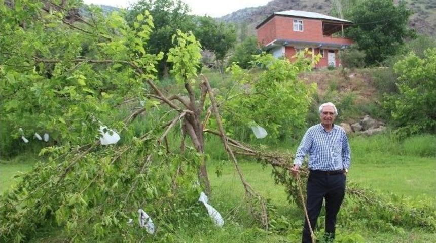 Ayılar Dut Ağa&ccedil;larına Dadandı