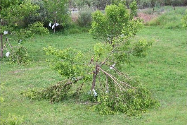 Ayılar Dut Ağaçlarına Dadandı