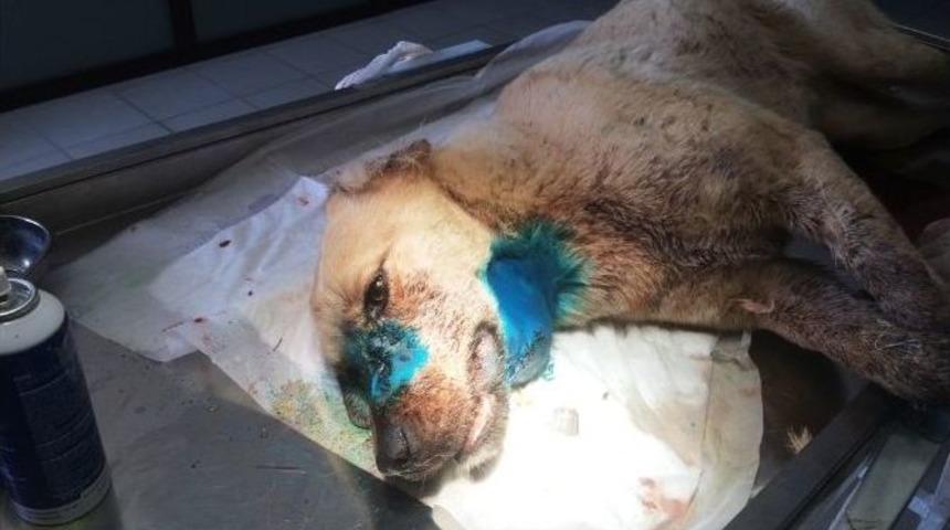 B&uuml;y&uuml;kşehirden, Sokak K&ouml;peğine Yardım Eli