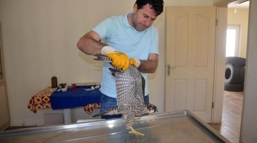 Boz&uuml;y&uuml;k&rsquo;te Belediye Veterinerlerinden Yaralı Şahine Yardım Eli