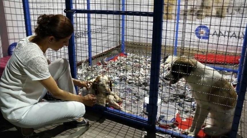 B&uuml;y&uuml;kşehir Sokak Hayvanları İ&ccedil;in Su Kabı Dağıtıyor