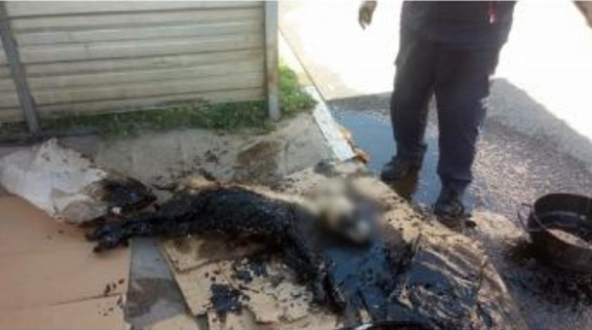 Yavru K&ouml;pek Zifte Yapıştı