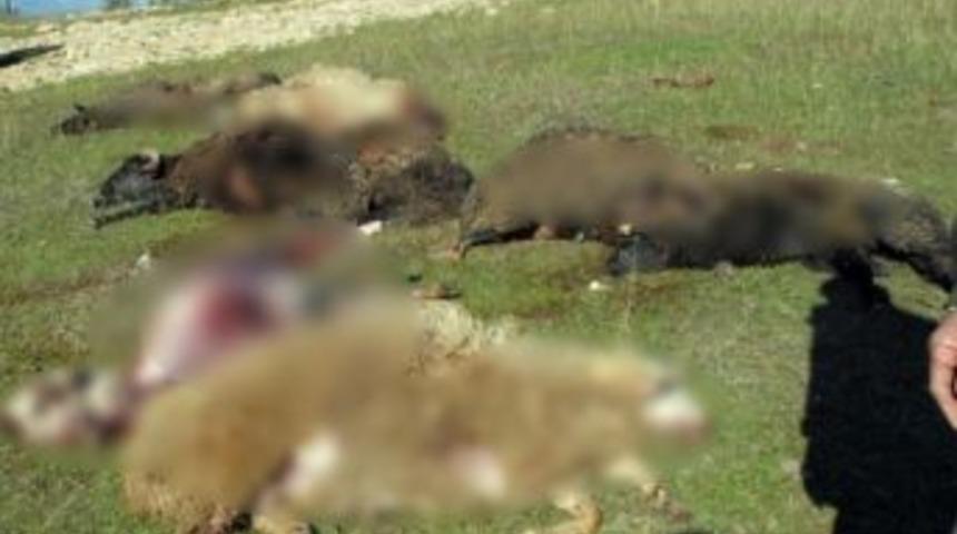 Haymana&rsquo;da S&uuml;r&uuml;ye Saldıran Kurtlar 70 Koyunu Telef Etti